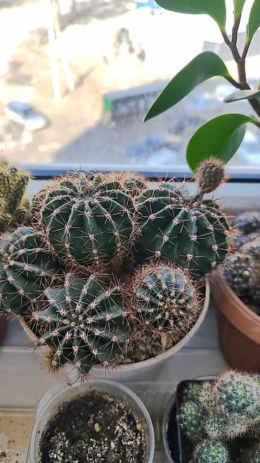 Другие комнатные растения: Распродажа!!!Комнатные растения за всё 2000 сом — 11