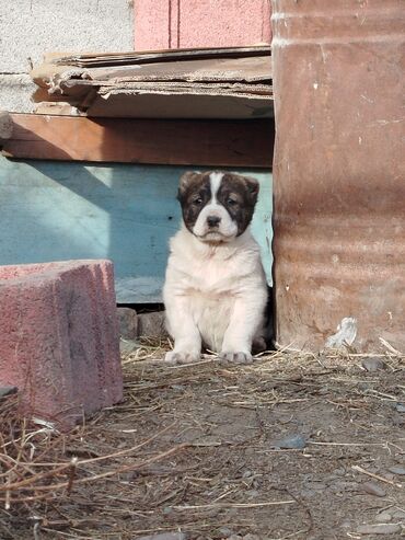 Продажа собак: Алабай, 1 месяц, Самка, С родословной