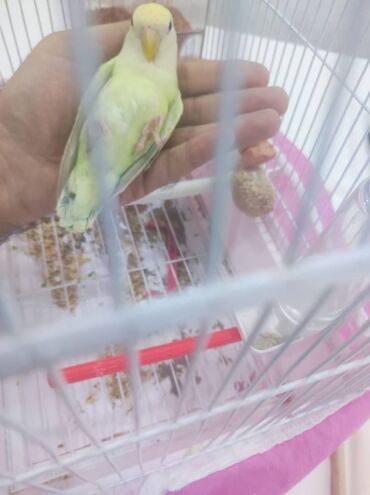 Tutuquşları: Sevda tutuquşuları (Nerazluçnik) 🐥 3–4 aylıq gənc və sağlam