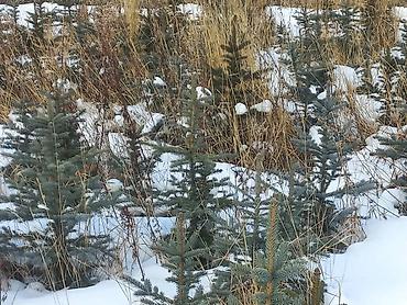 Декоративные деревья: Саженцы деревьев: Ели, Платная доставка, Самовывоз — 22