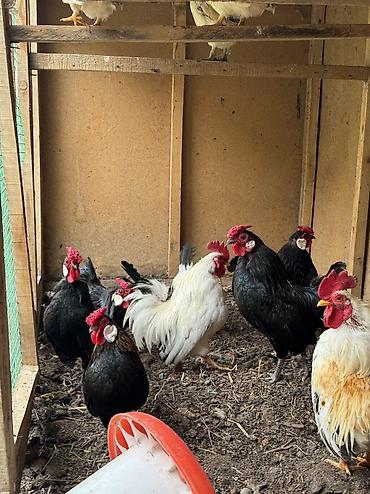 Куры, петухи: Продаю | Куры, Петух — 11