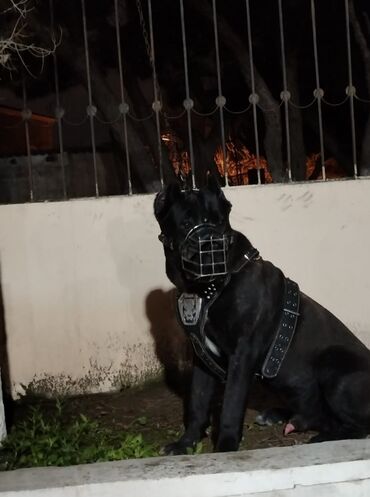 labrador it: Kane-Korso, 1 il, Erkek, Peyvəndli, Ünvandan götürmə