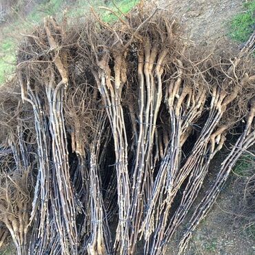 Tinglər: Məhsul: meyvə tingləri Xüsusiyyətlər: - Hər növ meyvə tingləri — 16