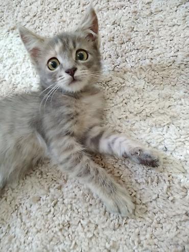серая кошка: Кошка даром: Беспородная, 2 месяца, Девочка, Приучена к лотку, Проглистована — 3