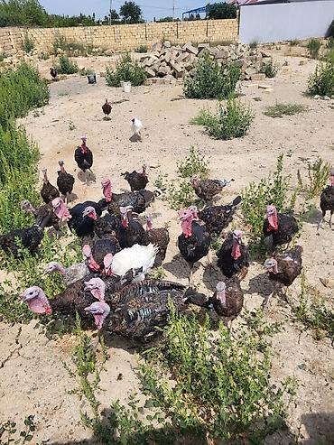 kend colpaları: Təmiz bronz hinduşkalar çəkiləri 5 kq 2 illik — 2
