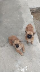 отдам собаку в хорошие руки: Cins it satilir isdeyen olsa 055 855 8559 ile elaqe saxlasin