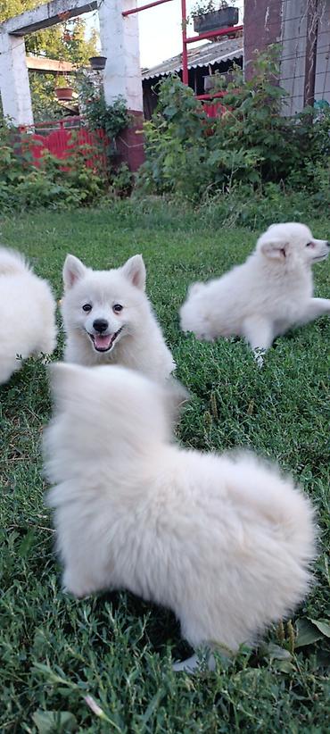 Psi: Na prodaju prelepi štenci belog nemačkog špica, oštenjeni 12. januara — 7