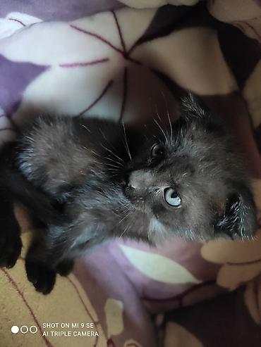 кошка манас: Скотиш Фолд (Шотландская вислоухая), 2 месяца, Девочка, Шоколадный — 1