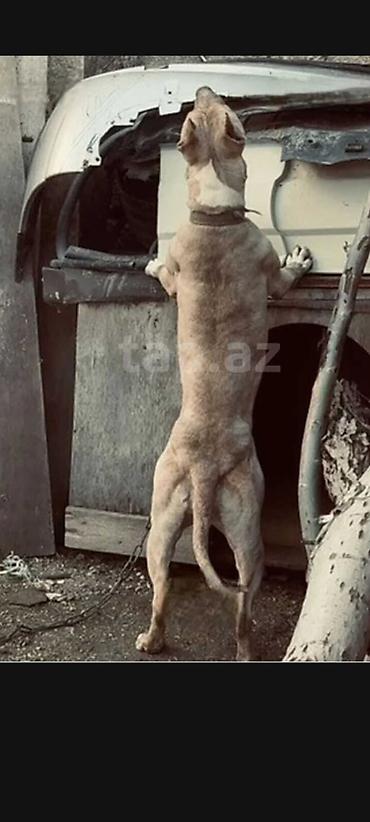 alman kurdu iti: Pitbul, 1 il, Dişi, Peyvəndli — 2