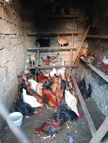 Toyuqlar: Salam. Toyoq. Xoruz. satlır. Ünvan. Şüvələn. qiymət. toyoq. 13 — 10