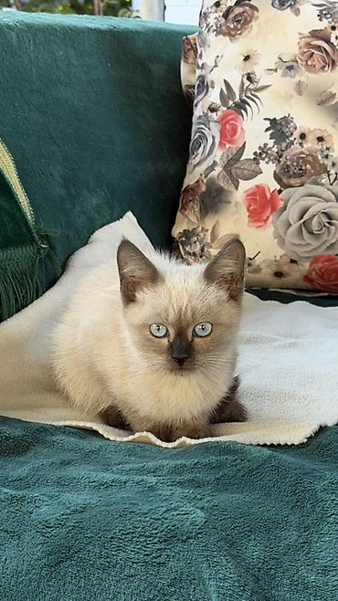 купить рыбу клоуна: Котята в добрые руки! 2 окраса: - Серый тигровый пушистый котёнок — 2