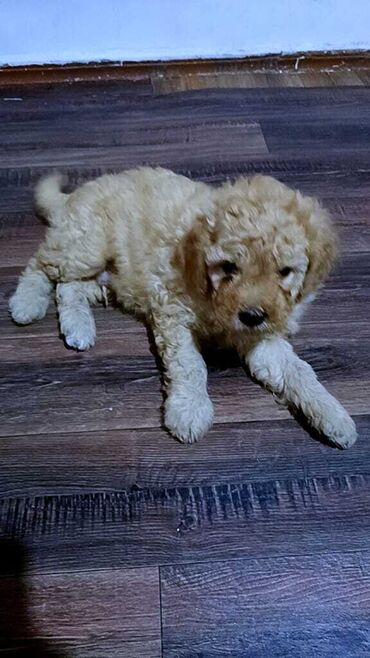 İtlər: Pudel, 2 ay, Erkek, Peyvəndli