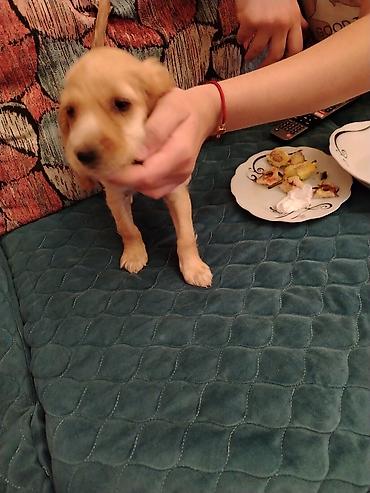 golden retriever golden: Koker spaniyel, 2 ay, Peyvəndli — 4