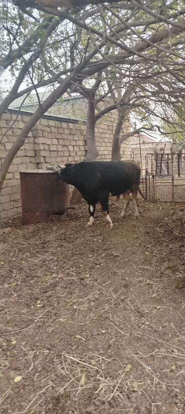 Inəklər, öküzlər: Məhsul: Qara rəngdə, qısahornlu erkək mal (öküz/buğa) Xüsusiyyətlər -da lalafo.az — 10 Inəklər, öküzlər: Məhsul: Qara rəngdə, qısahornlu erkək mal (öküz/buğa) Xüsusiyyətlər — 10