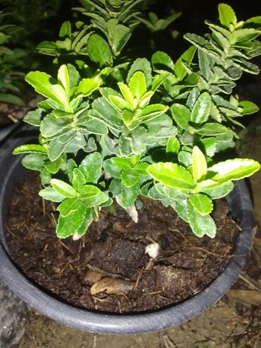 Digər bitkilər: Şimşad bitkisi bağlar, parklar və landşaft dizaynında geniş istifadə — 16