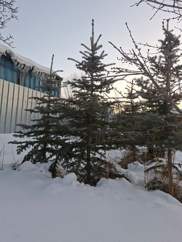 Декоративные деревья: Саженцы деревьев: Ели — 13