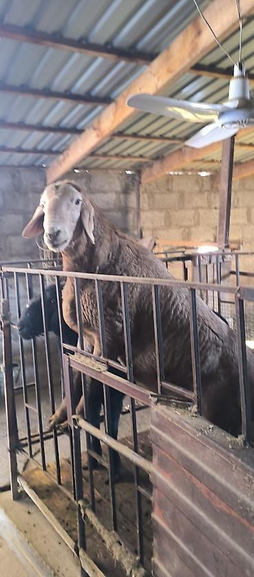 Баран, овца: Продаю | Баран (самец) | Для разведения | Племенные — 7