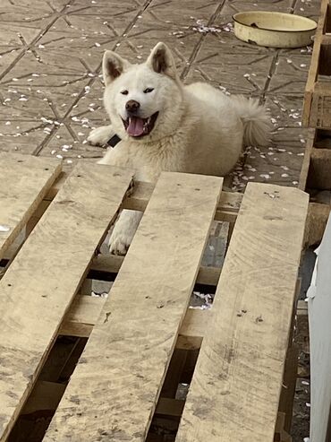 boyumeyen itlerin qiymeti: Akita-inu, 11 ay, Erkek, Peyvəndli, Ünvandan götürmə