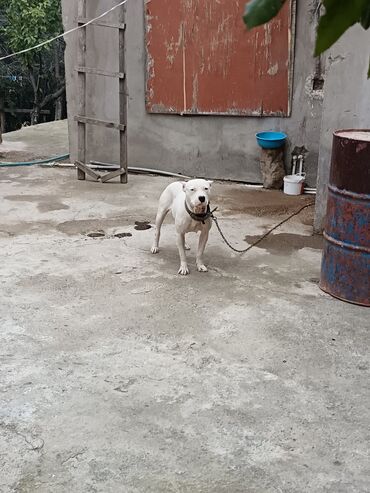 İtlər: Ağ rəngli, əzələli, orta-böyük ölçülü it. Qısa tüklü, qulaqları kəsik — 3