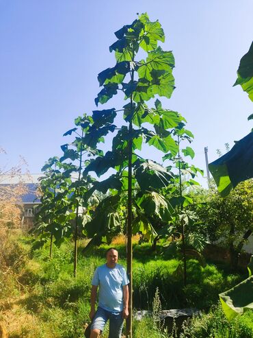 Декоративные деревья: Саженцы деревьев: Павловнии, Платная доставка at lalafo.kg — 2 Декоративные деревья: Саженцы деревьев: Павловнии, Платная доставка — 2