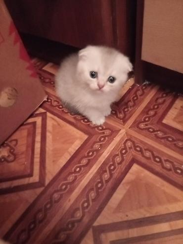 Pişiklər: Şinşilla -da lalafo.az — 15 Pişiklər: Şinşilla — 15