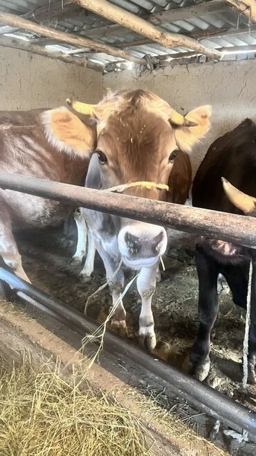 Коровы, быки: Продаю | Корова (самка) | Для разведения | Привязанные — 6