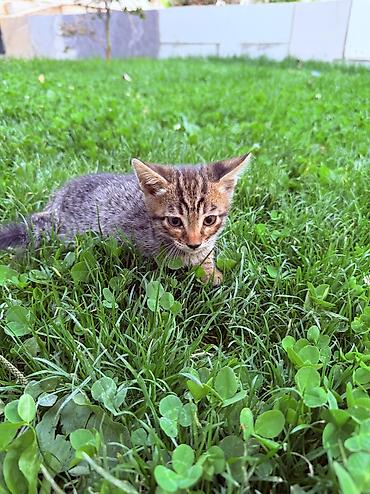 кошки манчкин: Котята от породистых родителей: мама — бенгальская кошка с ярким — 4