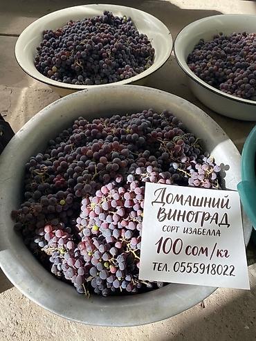 вичи виноград: Виноград — 1