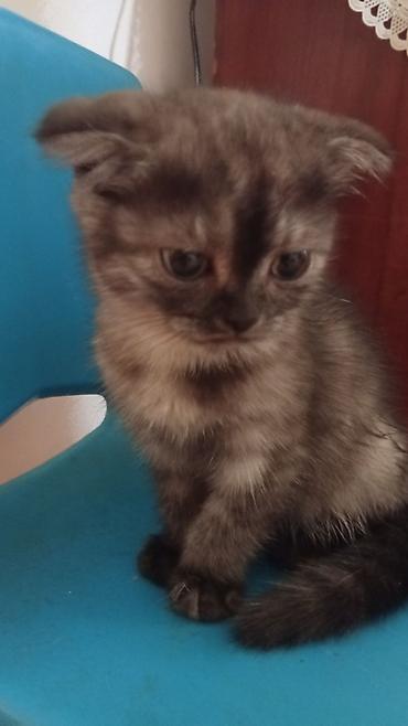 Кошки: Шотландская вислоухая, Самец, В добрые руки, Самовывоз — 1