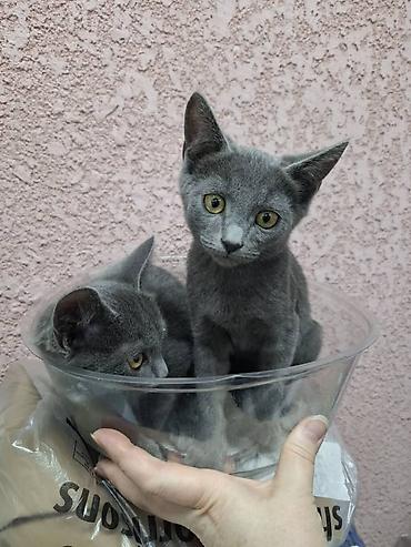 Мышыктар: Котята, окрас серый/дымчатый и серый тигровый (табби). Котята — 8