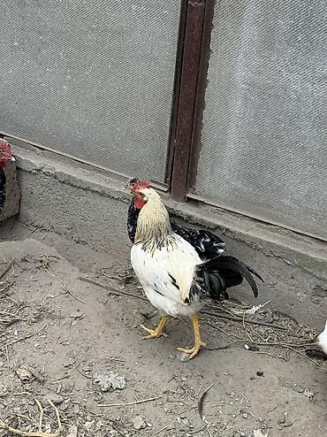 дойки ко: Петухи на забой или разведение полу жерси полу брама кукарекают — 8