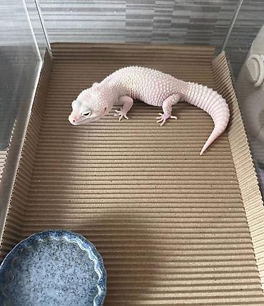 Леопардовые гекконы (Eublepharis macularius) редких морф Описание: - at lalafo.kg Леопардовые гекконы (Eublepharis macularius) редких морф Описание: -
