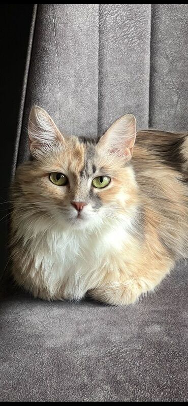 домик для котов: Беспородная, 1 год, Девочка, Черепаховый, Кастрирована, Приучена к лотку, Проглистована