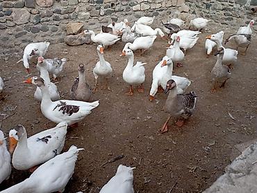 ucuz pitbul: Salam damazlıq və ətlik qazlar cavan qazlardı vatsap nömrəsi 055 324 — 1
