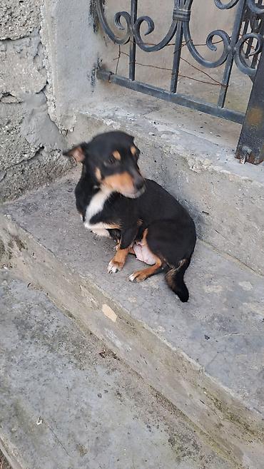 İtlər: Balalar satilir temiz zvanokdu atasiynan anasi ayri cinsdi ama temiz — 8