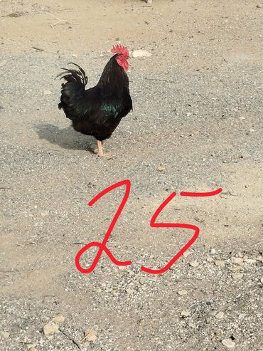 Xoruzlar: Hər cürə xoruzlar var ustunde qiymətləri var Təsvir: - Şəkillərdə — 1