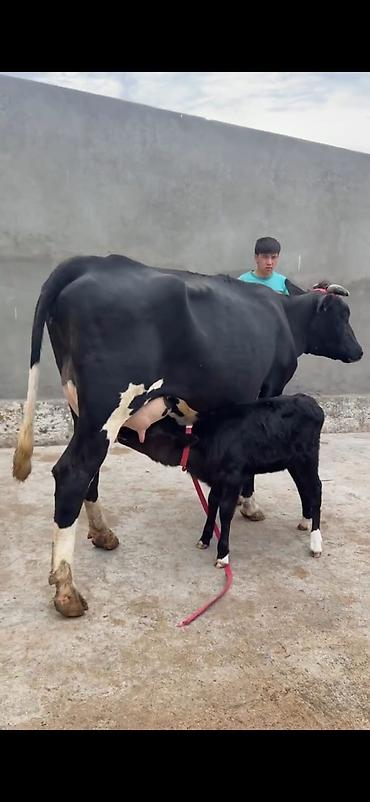 Inəklər, öküzlər: Südlük inək buzovu ilə birlikdə - Cins: qara-ağ (Holşteyn tipli — 1