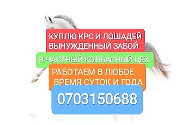 С/х животные и товары: Колбасный цех : Коровы, быки, | На забой, на мясо — 2