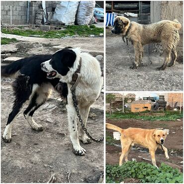 Продажа собак: Алабай, 11 месяцев, Самец, С прививкой