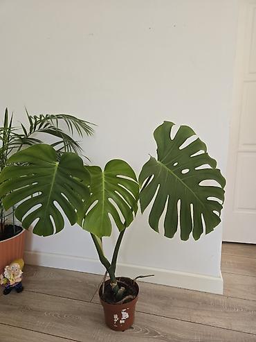 Филодендроны: Сциндапсусы,сансевиерии,сингониум Ред спот,сингиниум пинк бьюти — 6