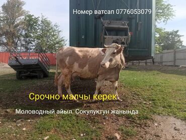 работа личным водителем: Требуется Скотник, Оплата Сдельная at lalafo.kg работа личным водителем: Требуется Скотник, Оплата Сдельная