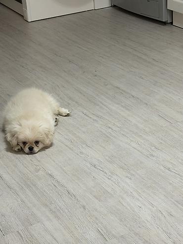 it ucun bellik: Pekines, 3 ay, Erkək, Peyvəndli, Ünvandan götürmə — 3