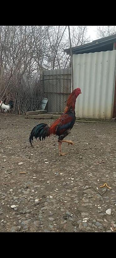 Xoruzlar: Xoruz, il: <1, Pulsuz çatdırılma — 5