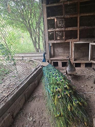 qus nömreleri: Məhsul: Tovuz quşu cütü (erkək və dişi) - Komplekt: 1 erkək, 1 dişi - — 3