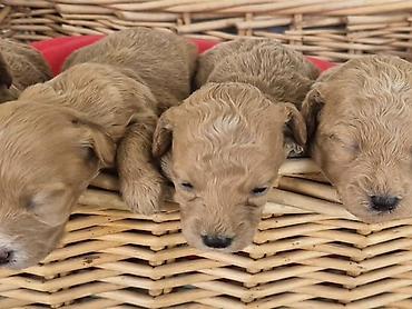 Psi: Maltipoo štenci, prelepe bebe Na prodaju prelepi štenci maltipoo na lalafo.rs — 5 Psi: Maltipoo štenci, prelepe bebe Na prodaju prelepi štenci maltipoo — 5