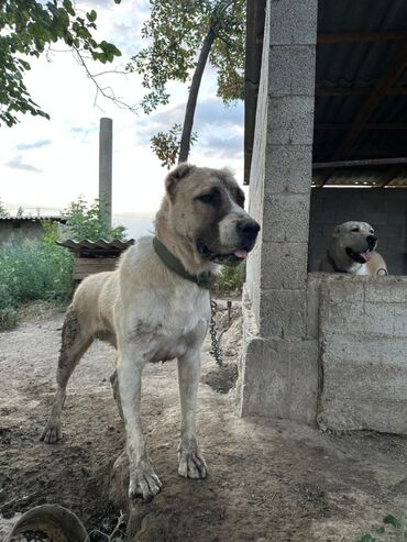 собака бульдок: Алабай, 1 год, Самец, С прививкой at lalafo.kg собака бульдок: Алабай, 1 год, Самец, С прививкой