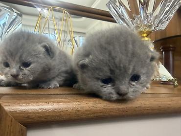 Pişiklər: Britan, Dişi — 9