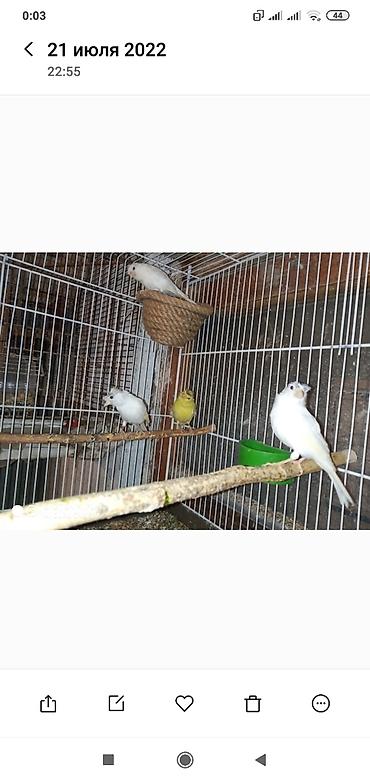 bulbul satılır: Super bül bul lərin kanareyka konor solovey ağ Erkey oxuyan bala — 3
