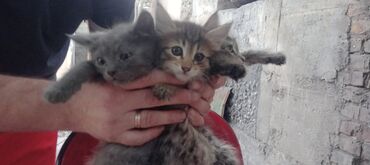 Продажа кошек: Беспородная, 2 месяца, Мальчик, Серый, Метис at lalafo.kg Продажа кошек: Беспородная, 2 месяца, Мальчик, Серый, Метис