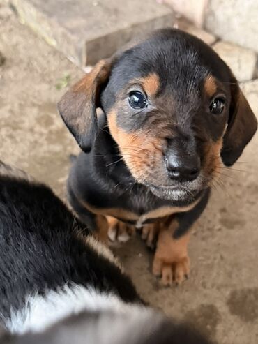 Psi: Štenci mešanci – više štenaca različitih boja i šara Opis: - Leglo — 13